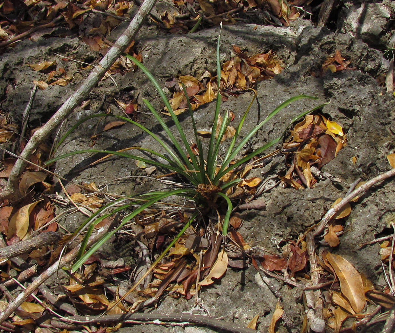 Beaucarnea pliabilis 